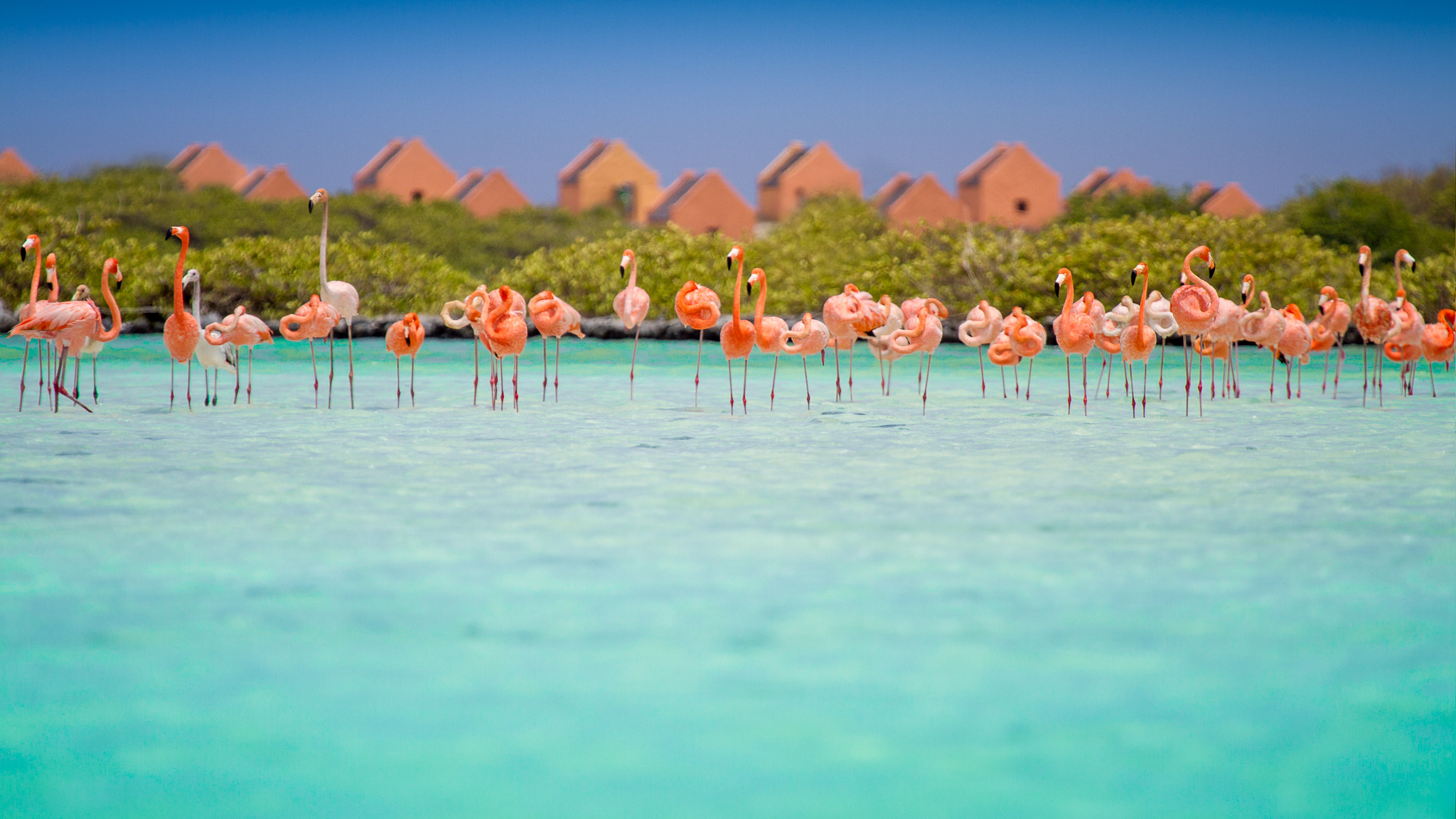 dich vu lam visa bonaire